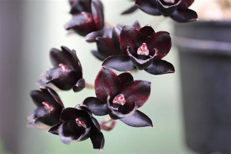 Dive Into Plant Elegancy & See The True Meaning Of Black Orchids