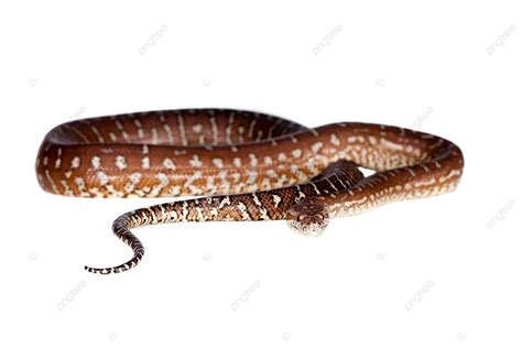 Image result for Carpet Python Heat Zones