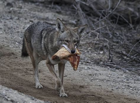 Are Coyotes Safe To Eat at Dexter Alba blog