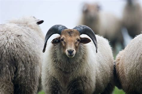 Ram vs Goat: What's the Difference? - Eco Peanut