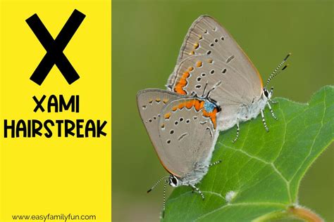 24 X-Citing Animals that Start with X