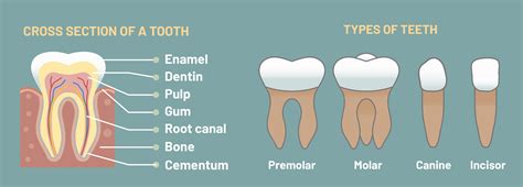What Are The 4 Types of Teeth and Why Do We Have Them?