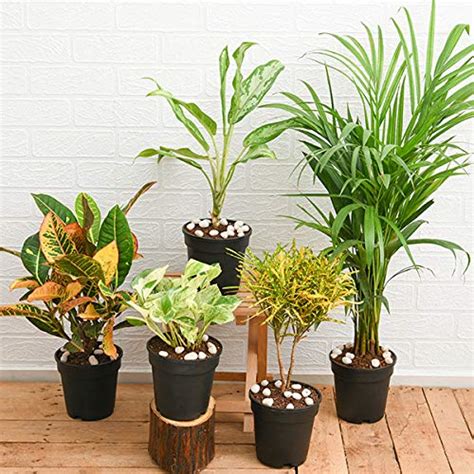 Nurserylive Top 5 Live Monsoon Special Indoor Foliage Plants Pack with ...