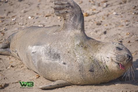 Friendly Seal Loves Beachgoers So Much He's Become A Local Celebrity ...