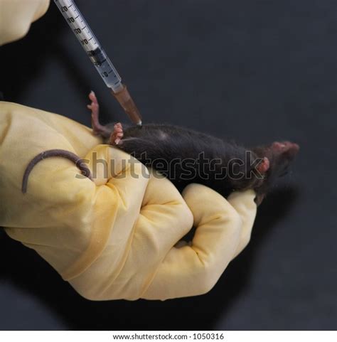 Image result for Mouse Intraperitoneal Space