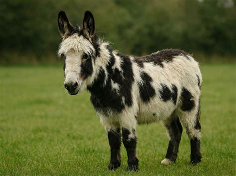 Where to Buy Guinea Pigs: Complete Guide (2025)