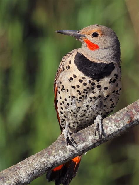 Northern Flicker | Audubon Field Guide