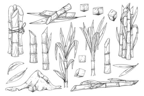 Sugar cane line Images - Free Download on Freepik