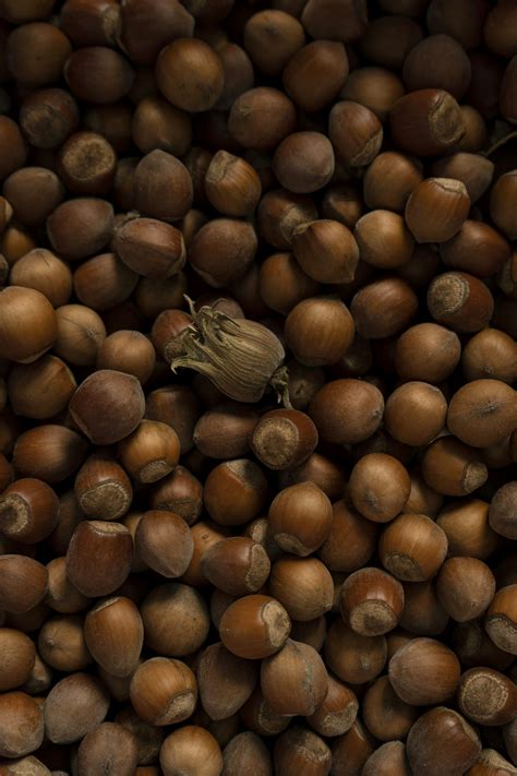 Image result for Hazelnut Tree Top View