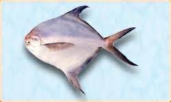 Silver Pomfret