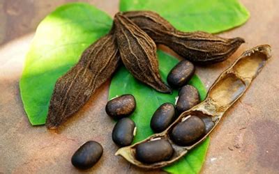 Phytochemical For Mucuna Prurience, Phytochemcials For Mucuna pruriens