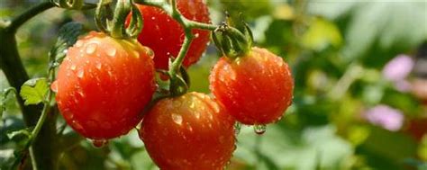 西红柿育苗方法和时间和追肥时间-农百科