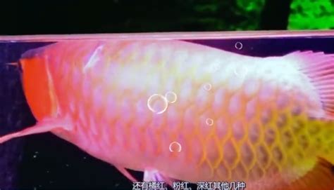 世界最贵的血红龙鱼，1斤200万，突破世界吉尼斯记录，被日本买去（世界上最贵的血红龙鱼图片）_宠物百科_星娱园