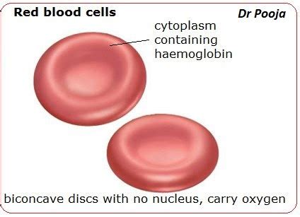 RBC ( Definition, Variation in RBC shape, Size and Function of RBCs)