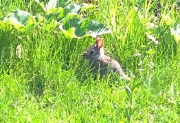 Image result for Wild White Baby Bunnies