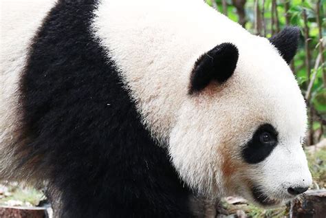 熊猫的特点 - 洋葱百科