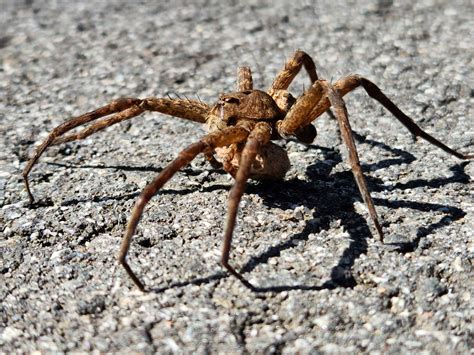 Is this a wolf spider? NC, USA : r/arachnids