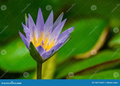 Nymphaea Caerulea, Blue Egyptian Lotus Stock Image - Image of egypt ...