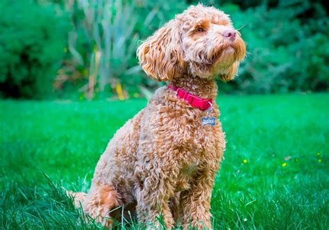 Image result for Cockapoo Full Size