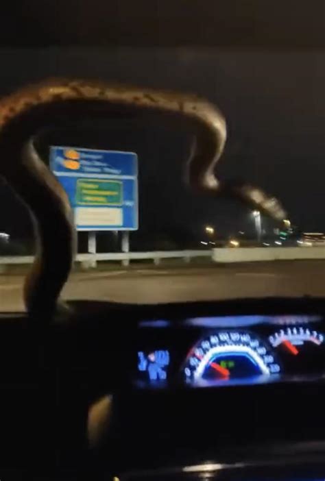 【视频】驾驶中爬出大蟒蛇 车主直奔消拯局求助