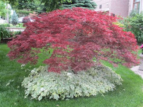 Contrast of Goutweed and Japanese Maple in Shade Garden