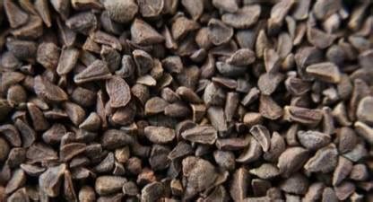 Aromatic Harmal seeds, Peganum harmala, wild rue Seed Price in India ...