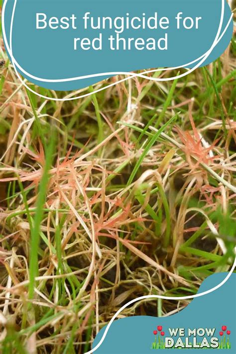 Image result for Red Thread Fungus Control