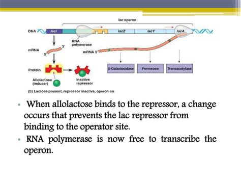 Image result for Positive Und Negative Regulation Lac Operon Chart