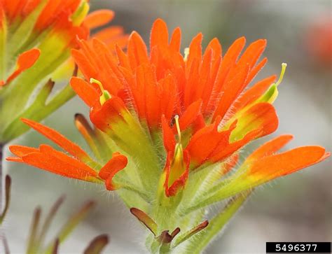 scarlet Indian paintbrush (Castilleja coccinea (L.) Spreng.)