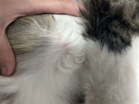 3 Common Causes of Unexplained 'Lumps' on Cats - PetHelpful