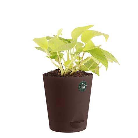 Money Plant (Gold) with Attractive Self Watering Pot (Assorted color p ...