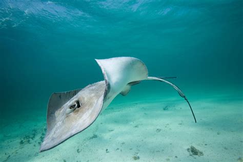 What's the Difference Between a Bat Ray and a Stingray?