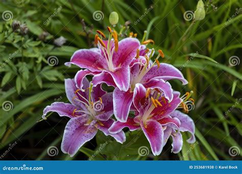 Stargazer oriental Lily. stock photo. Image of bouquet - 253681938