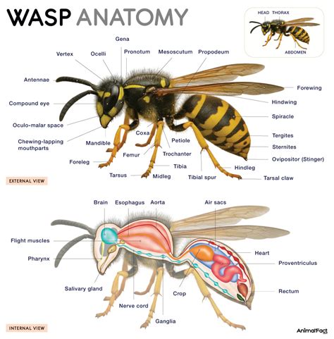 Why That Sting Is Different: A Close Up Of Wasp Anatomy