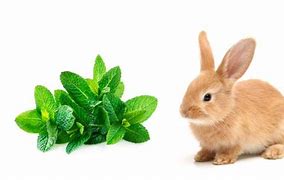Image result for Can Rabbits Eat Orchids