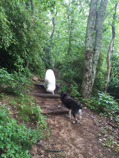 Pin by Kim Elkins on Hiking North Carolina | North carolina, Animals ...