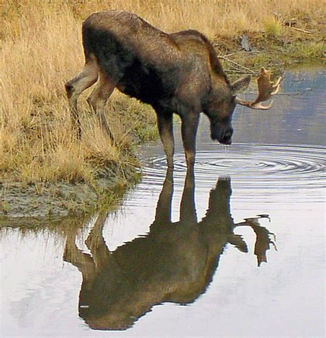 Moose / Elk Facts and Adaptations - Alces alces