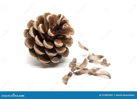 Pine Cone with Seeds Around it Isolated on White Background Stock Image ...