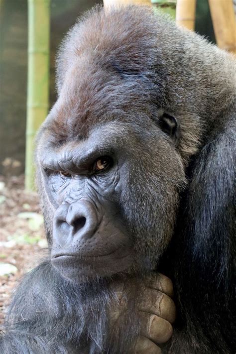 Azizi, the Zoo's New Silverback Gorilla, Now in the Public Habitat ...