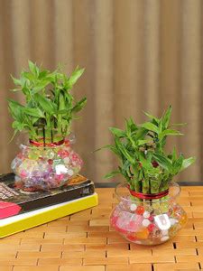 Ionic Glass 2 Clear Glass Vase, Money Plant Lucky Bamboo Plant Bowl ...