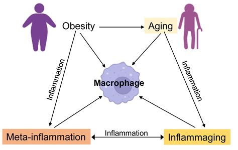 Macrophages at the Crossroad of Meta-Inflammation and Inflammaging
