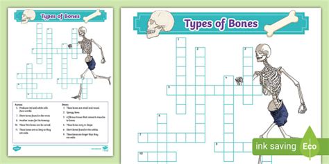 Types of Bones Crossword (teacher made) - Twinkl
