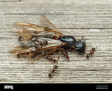 Tiny pavement ants (Tetramorium immigrans) swarming over the corpse of ...