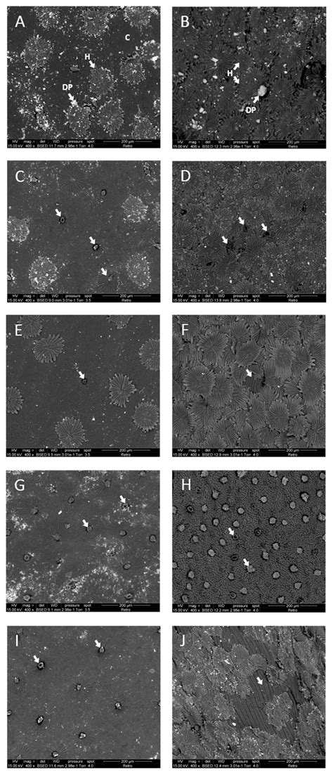 Modification of Olive Leaves’ Surface by Ultrasound Cavitation ...