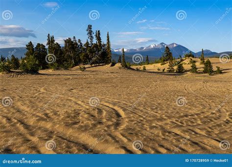 The Smallest Desert of the World at Carcross Stock Image - Image of summer, yukon: 170728959