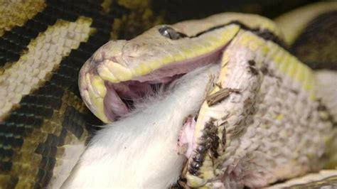 Reticulated Python Eating Rabbit 的图像结果