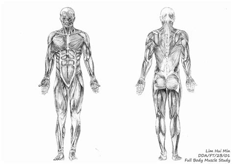 Lim Hui Min Portfolio: Figure Drawing: Full Body Muscle Study