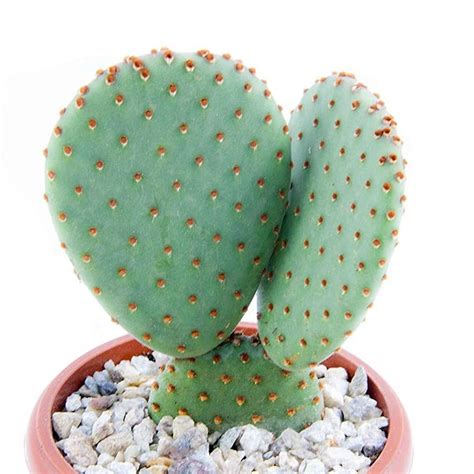 Buy Opuntia Bunny Ears Red Cactus Live Plant – DECOREEN