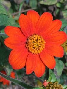 madrid Mexican Sunflower Tithonia Seed Price in India - Buy madrid ...