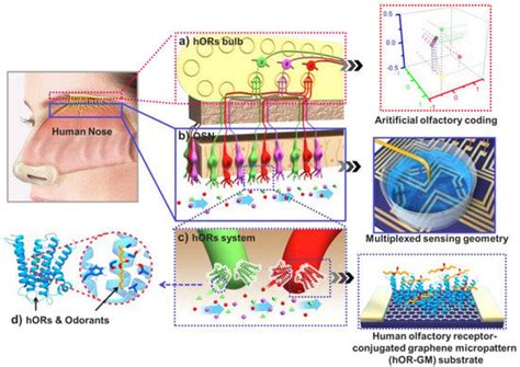 Applications and Advances in Bioelectronic Noses for Odour Sensing